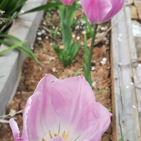 A Casa Di Emma * Nereto