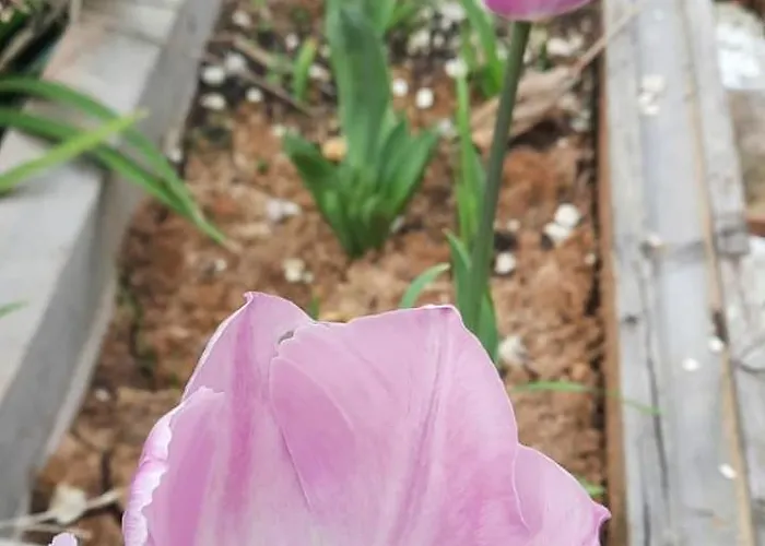 A Casa Di Emma * Nereto