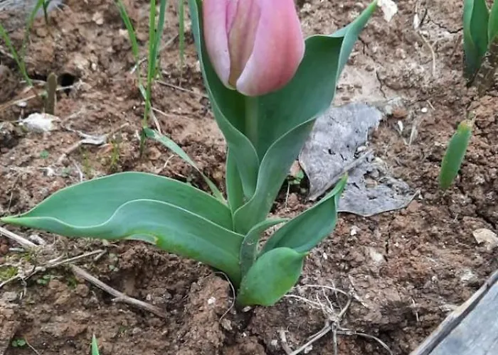 Appartamento A Casa Di Emma Nereto